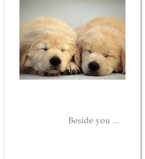 Adorable anniversary card from Cardthartic featuring two sleeping puppies cuddled together, symbolizing love and companionship—available at Be Charmed.