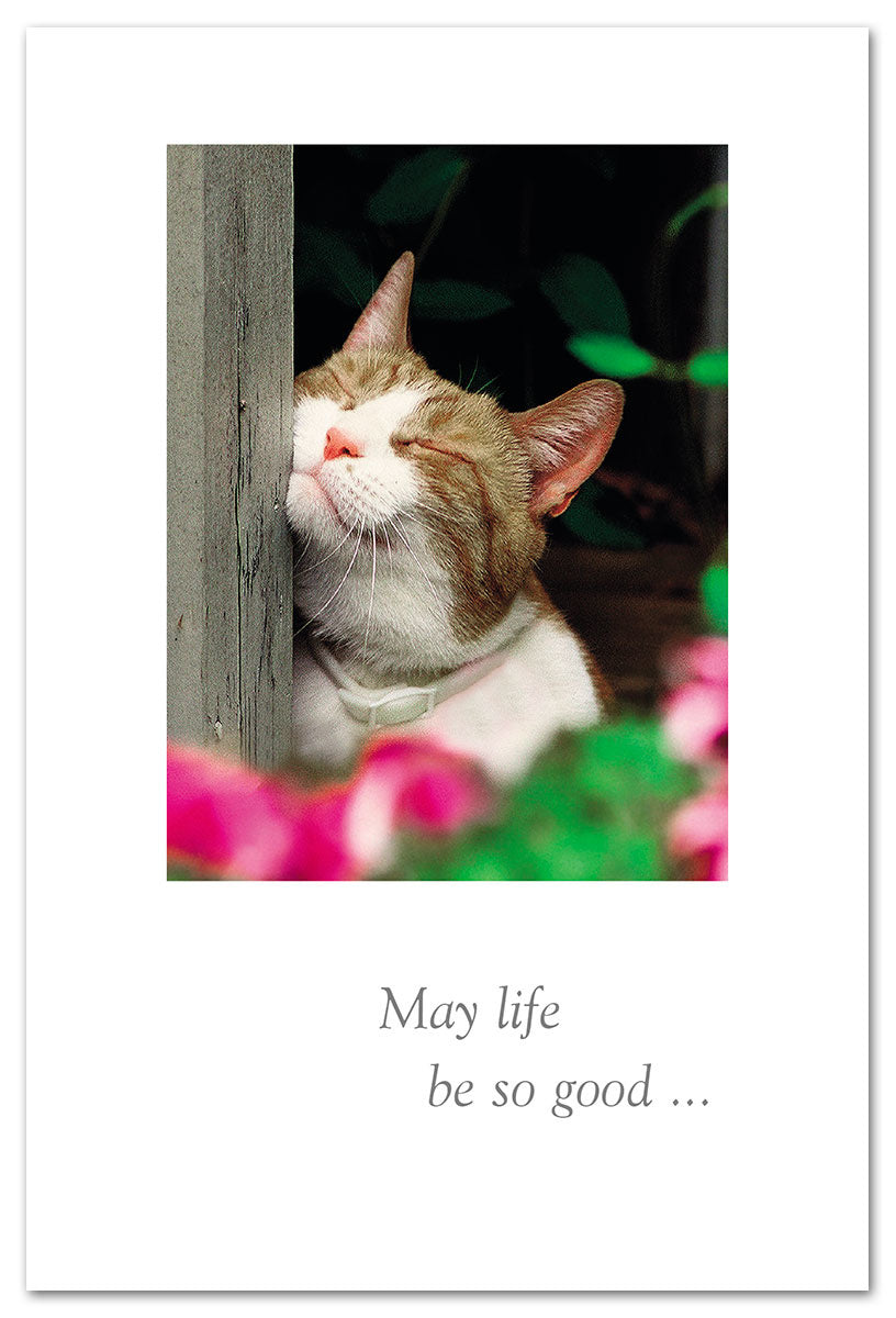 Birthday Card – playful illustration of a cat scratching with a lighthearted birthday message, perfect for feline fans, available at Be Charmed