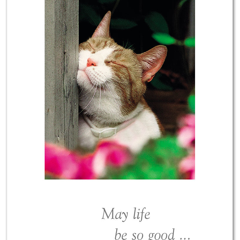 Birthday Card – playful illustration of a cat scratching with a lighthearted birthday message, perfect for feline fans, available at Be Charmed