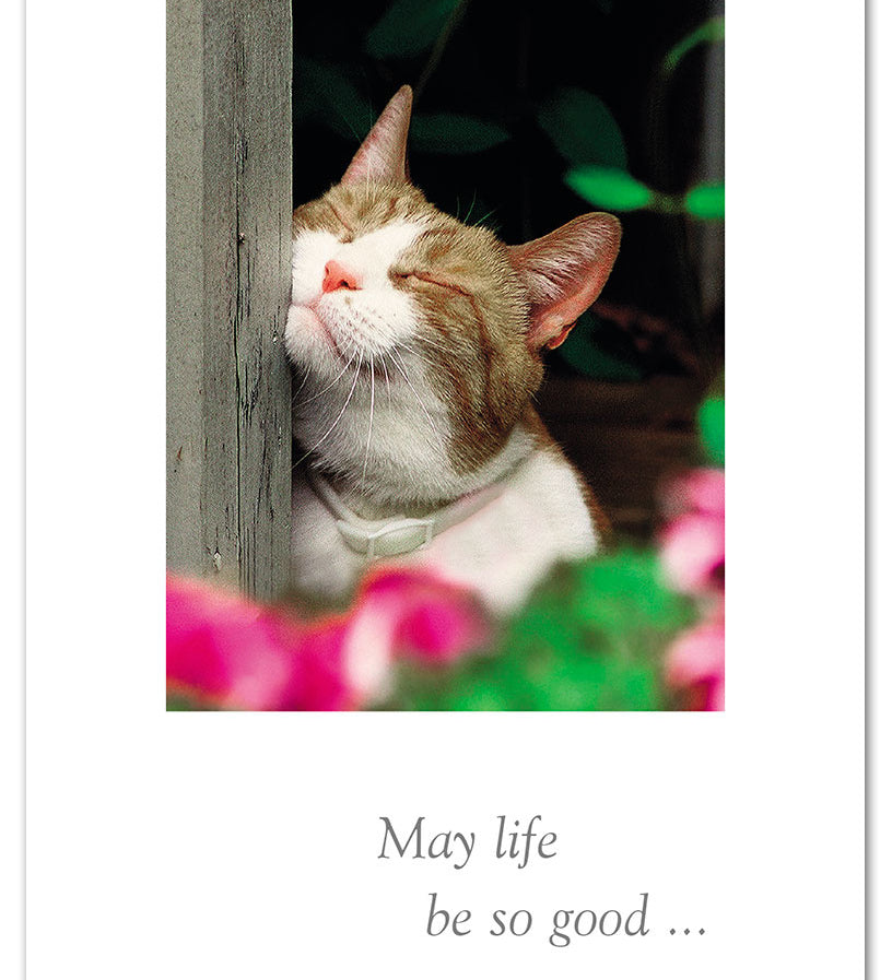 Birthday Card – playful illustration of a cat scratching with a lighthearted birthday message, perfect for feline fans, available at Be Charmed