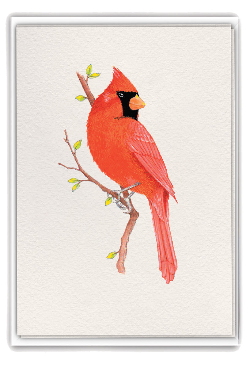 Boxed Cards – collection of greeting cards featuring vibrant red cardinal artwork with heartfelt messages for comfort and connection, available at Be Charmed