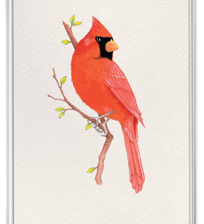 Boxed Cards – collection of greeting cards featuring vibrant red cardinal artwork with heartfelt messages for comfort and connection, available at Be Charmed