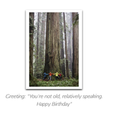 Palm Press - Tree Hugging Card